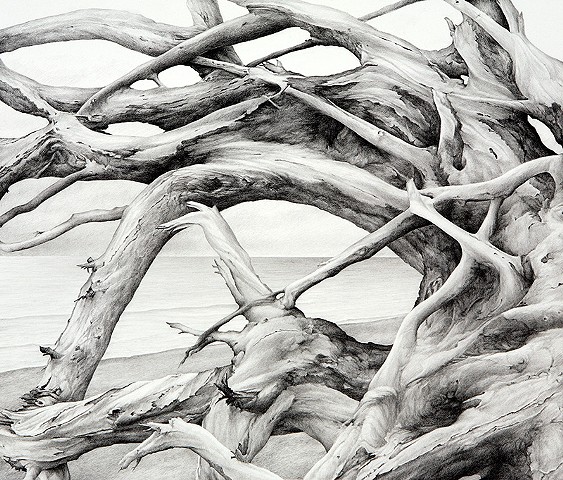 563x480 Terry Nelson - Driftwood Sketch