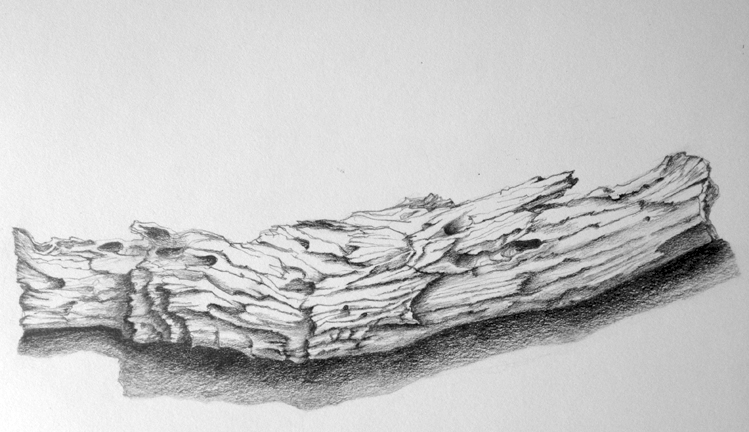 749x432 St Sue Driftwood 72 - Driftwood Sketch
