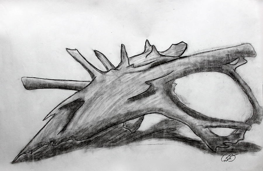 900x586 Driftwood Drawing By Caitlin Fielding - Driftwood Sketch