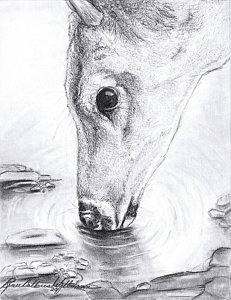 231x300 Drinking Water Drawings Fine Art America - Drinking Water Sketch