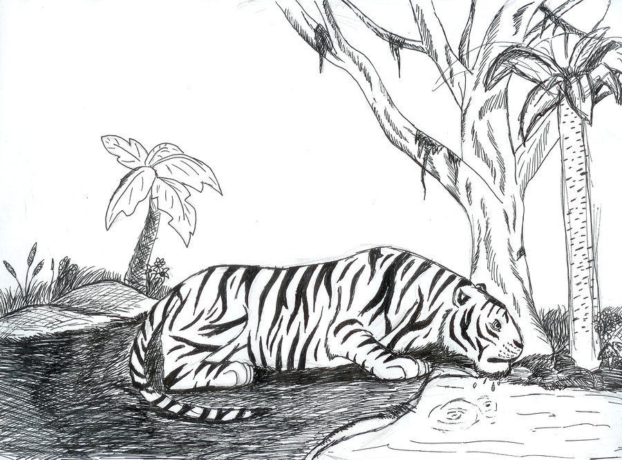 900x666 Tiger Drinking Water By Novamica - Drinking Water Sketch
