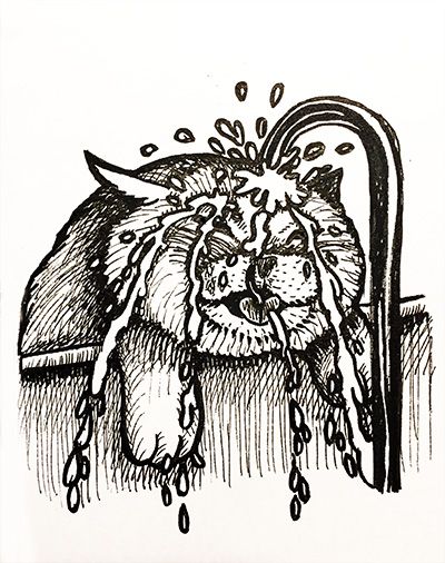 400x506 Study Cat Sketch Shading Drinking Water Illustraties - Drinking Water Sketch