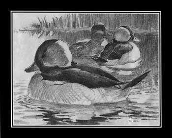 350x280 Duck Art Bufflehead Duck Pencil Sketch By Terry Redlin Wild Wings - Duck Hunting Sketch