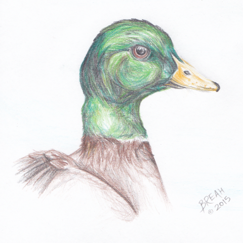 480x480 Mallard Duck Famous Waterfowl Art By Breah - Duck Hunting Sketch
