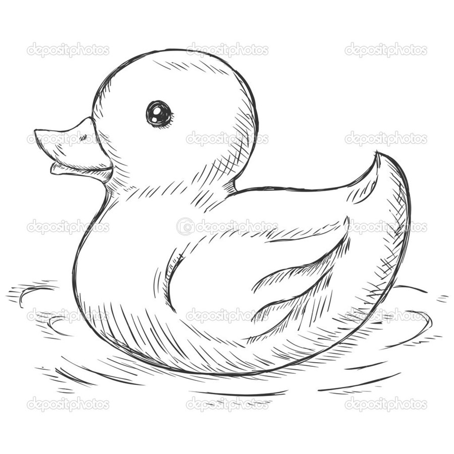 900x900 Download Duck Sketch Clipart Duck Drawing Sketch Duck,drawing - Duck Pencil Sketch