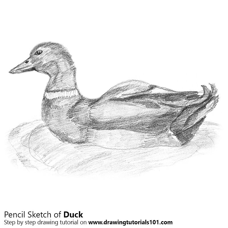 800x800 Duck Pencil Drawing - Duck Pencil Sketch
