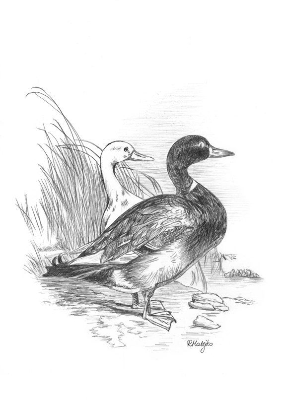 570x806 Ducks Original Graphite Pencil Drawing By Graphiteartstudio - Duck Pencil Sketch