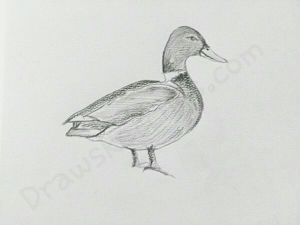 600x450 How To Draw A Duck In A Few Easy Steps With Pictures - Duck Pencil Sketch