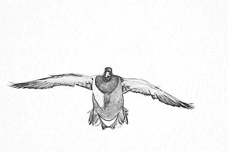 450x300 Mallard Duck Drawings Mallard Duck Pencil Drawing Birds - Duck Pencil Sketch