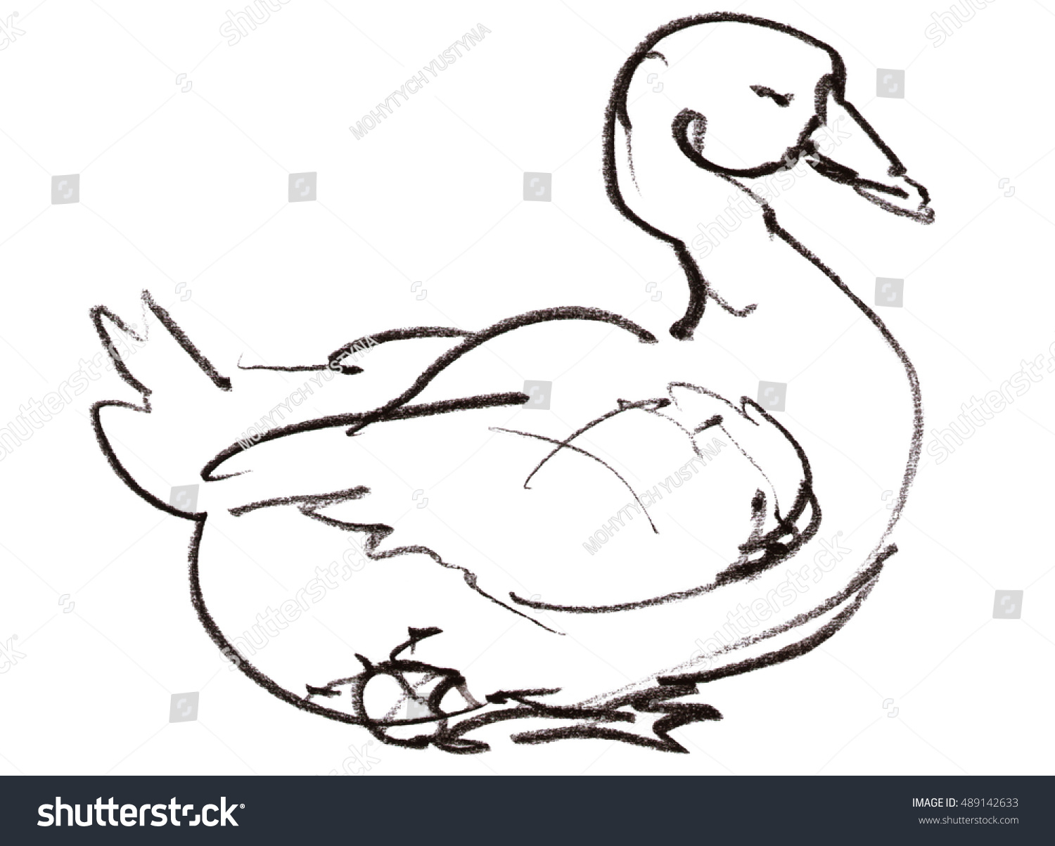 1500x1203 Pencil Sketch Of Duck Hand Drawn Pencil Sketch Goose Ducks Stock - Duck Pencil Sketch