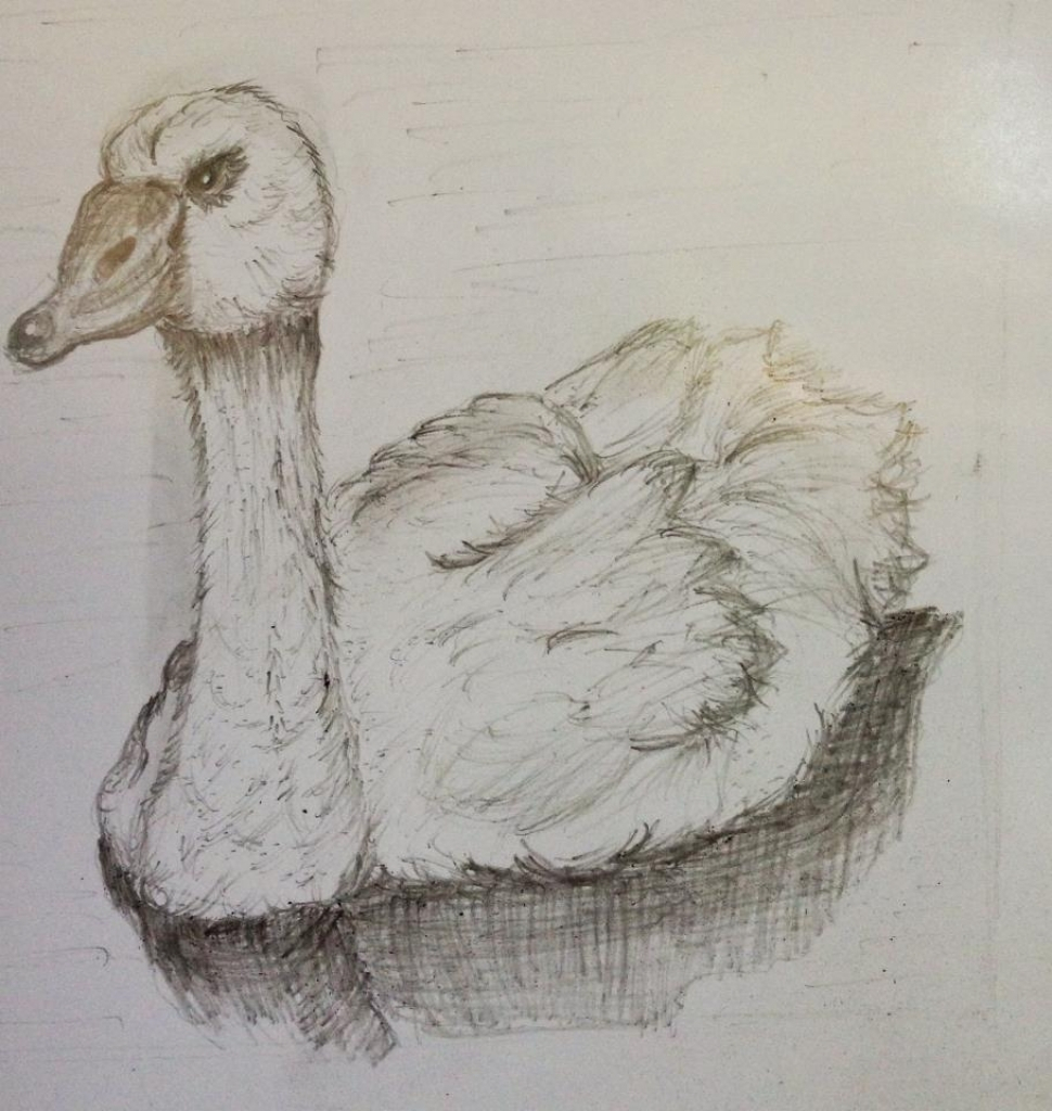 Duck Pencil Sketch at PaintingValley.com | Explore collection of Duck ...