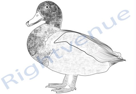 476x330 Pencil Sketch Duck Illustration Rightvenue - Duck Pencil Sketch