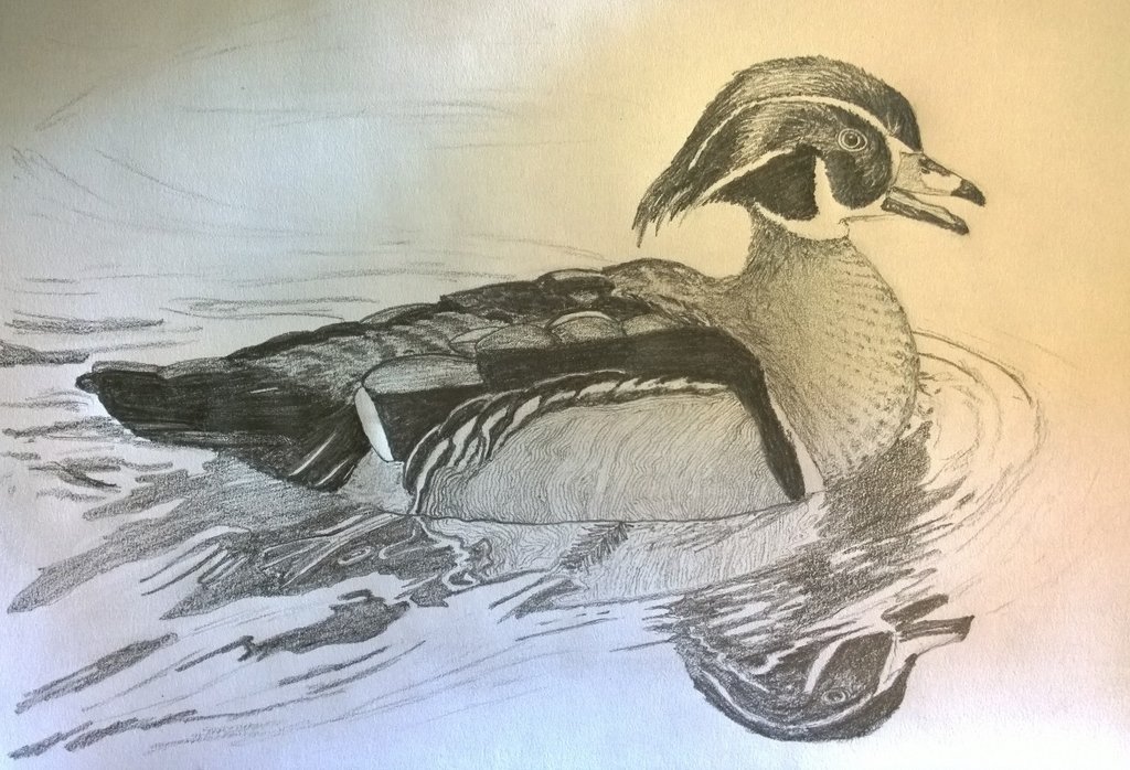 1024x698 Wood Duck Pencil Drawing - Duck Pencil Sketch