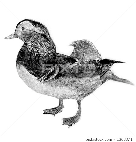 450x468 Duck, Pencil Sketch, Rough Sketch - Duck Pencil Sketch