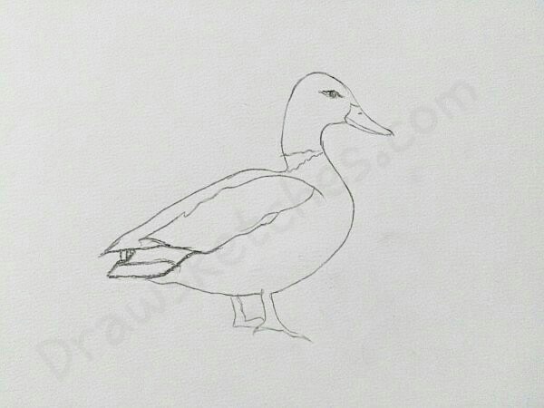 600x450 How To Draw A Duck In A Few Easy Steps With Pictures - Duck Sketch
