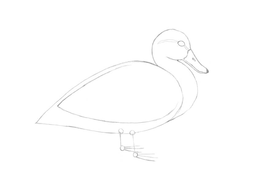 850x597 How To Draw A Duck - Duck Sketch