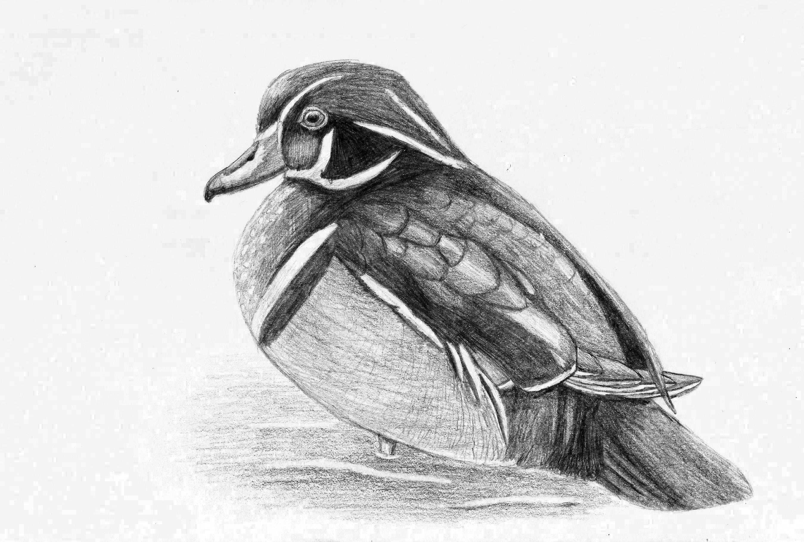2698x1820 Wood Duck Sketch Weasyl - Duck Sketch