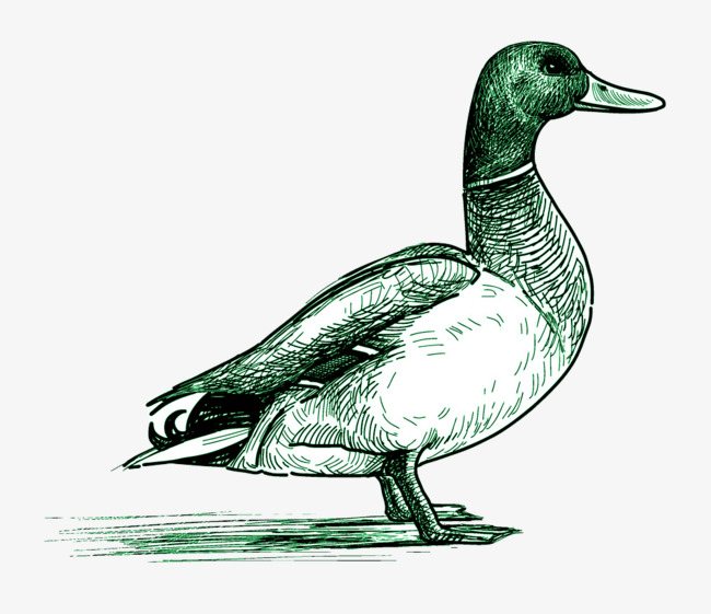 650x561 Duck Material, Duck Clipart, Duck, Sketch Ducks Png Image And - Duck Sketch Images