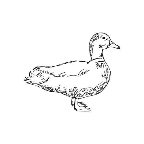 500x500 Sd 15 Duck Sketch - Duck Sketch Images