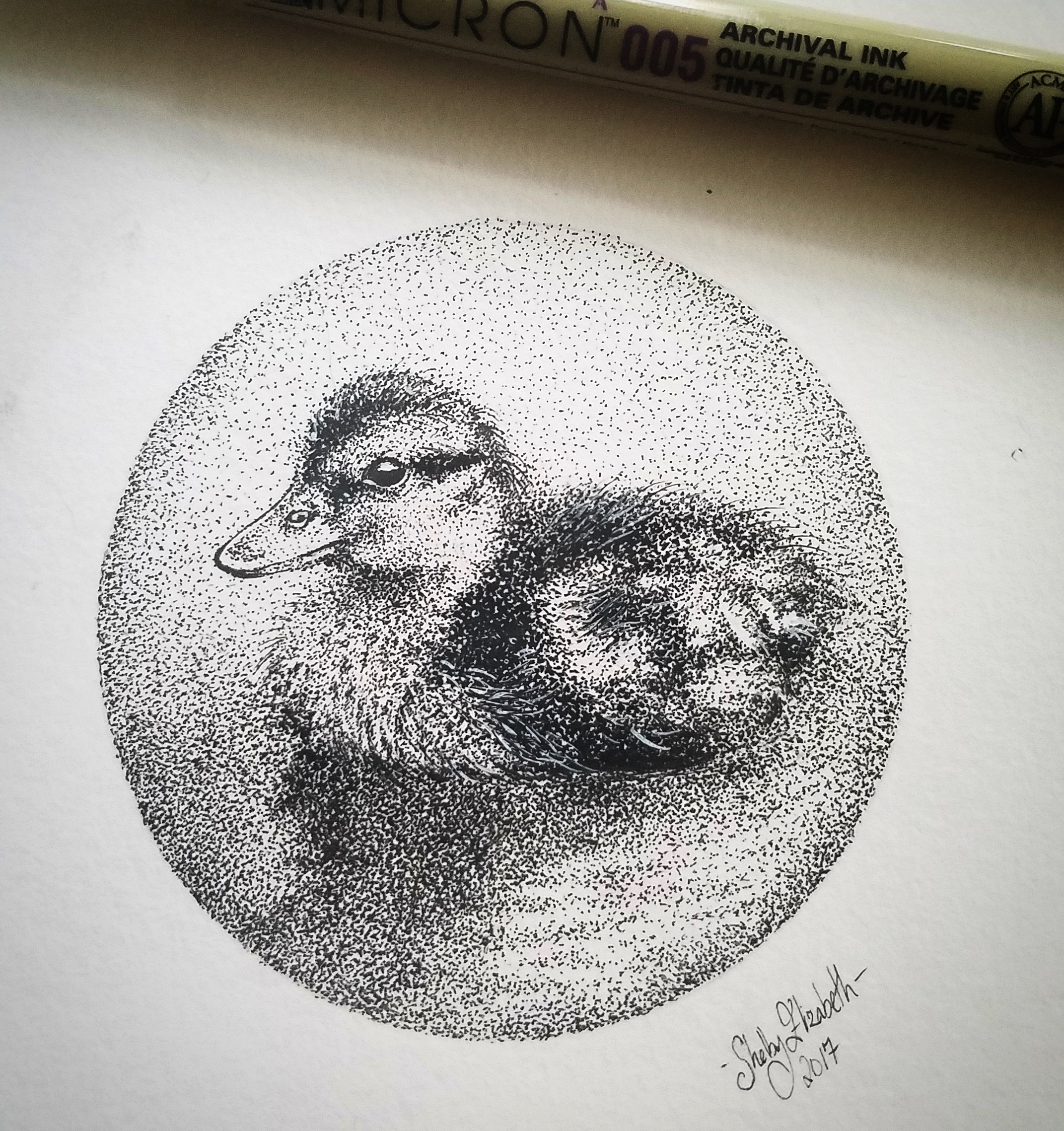 2143x2278 Duckling Sketch - Duckling Sketch