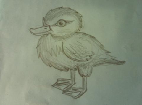 480x354 Duckling Sketch By Isciixi - Duckling Sketch