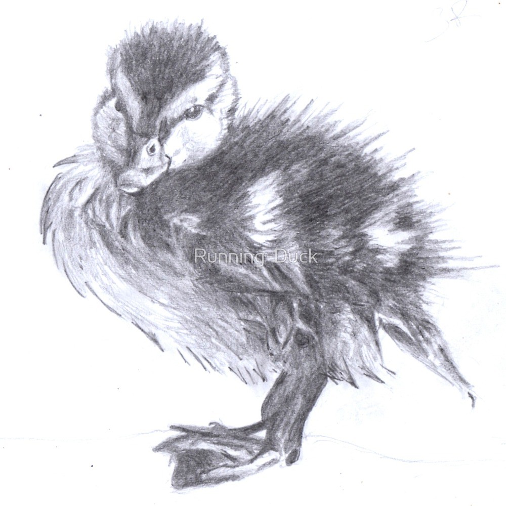 1000x1000 Duckling Sketch By Running Duck Redbubble - Duckling Sketch