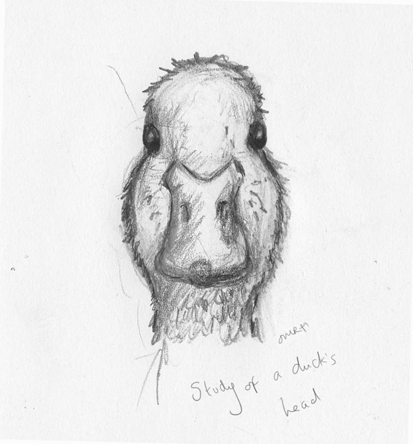600x645 Duckling Sketch - Duckling Sketch