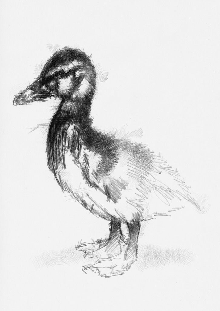 727x1024 Duckling In 2018 Drawing Sketches, Artist And Drawings - Duckling Sketch