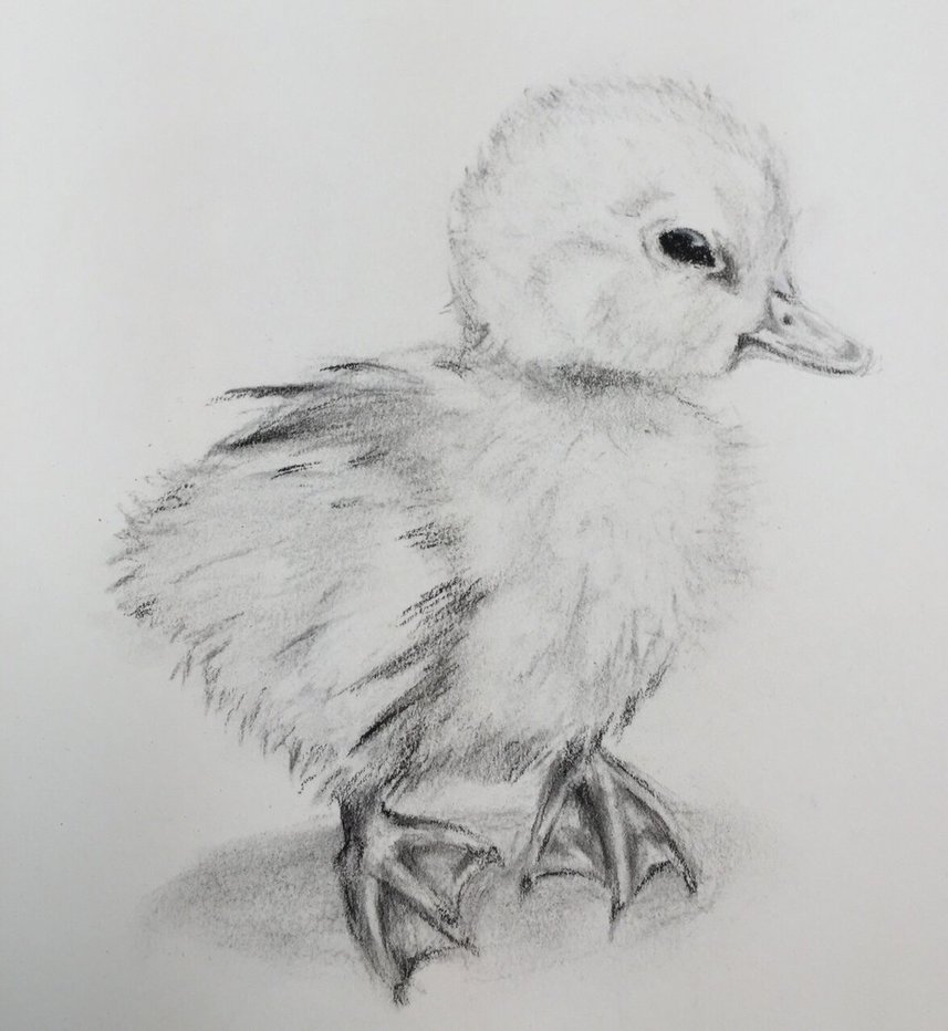 857x932 Ducklingcharcoal Sketch By Mrsskywalker1005 - Duckling Sketch
