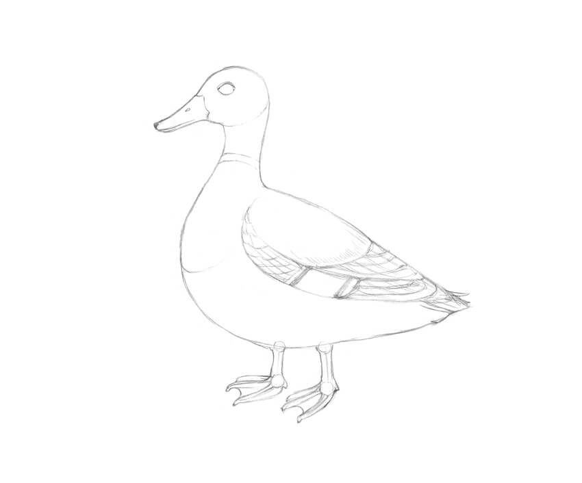 850x706 How To Draw A Duck - Duckling Sketch