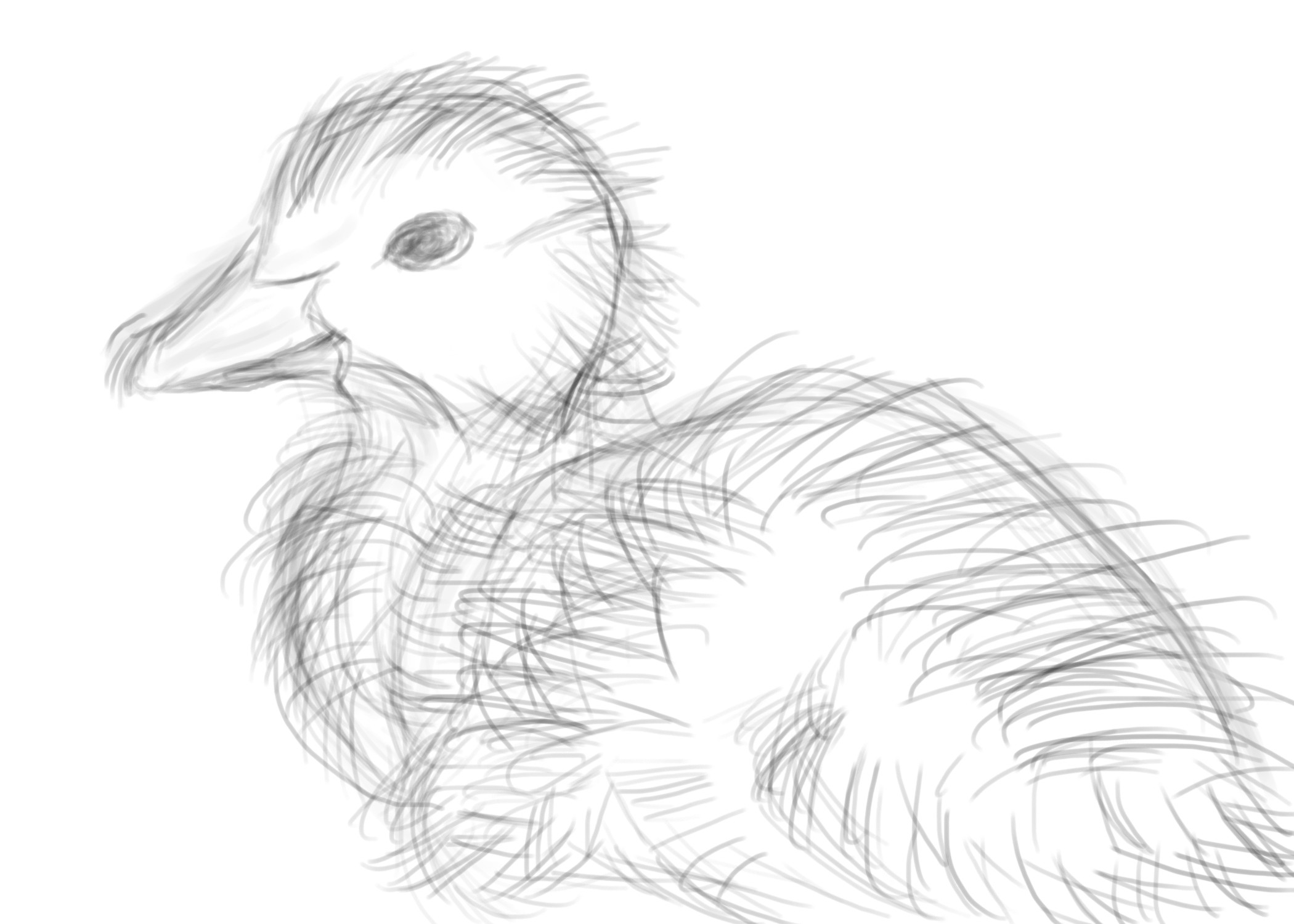 2100x1500 July 28th - Duckling Sketch