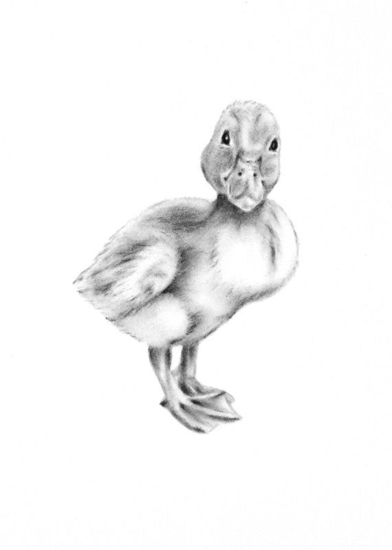 570x799 Original Charcoal Duckling Drawing - Duckling Sketch