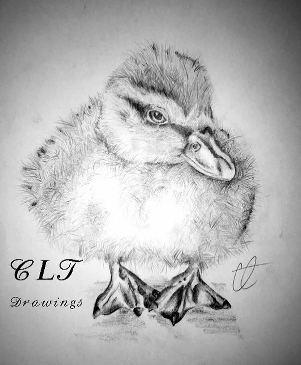 617x747 Duckling - Duckling Sketch
