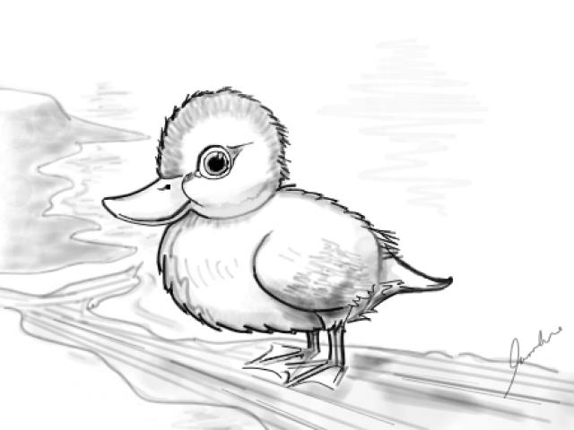 640x480 Drawn Duckling - Duckling Sketch