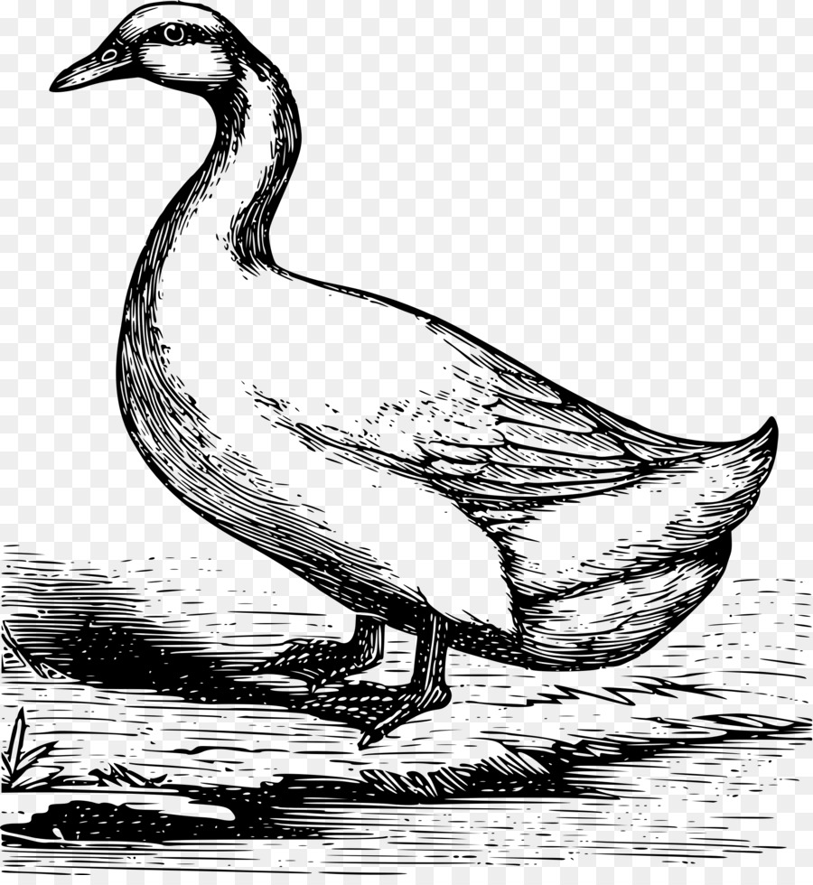 900x980 Duck American Pekin Drawing Sketch - Duckling Sketch