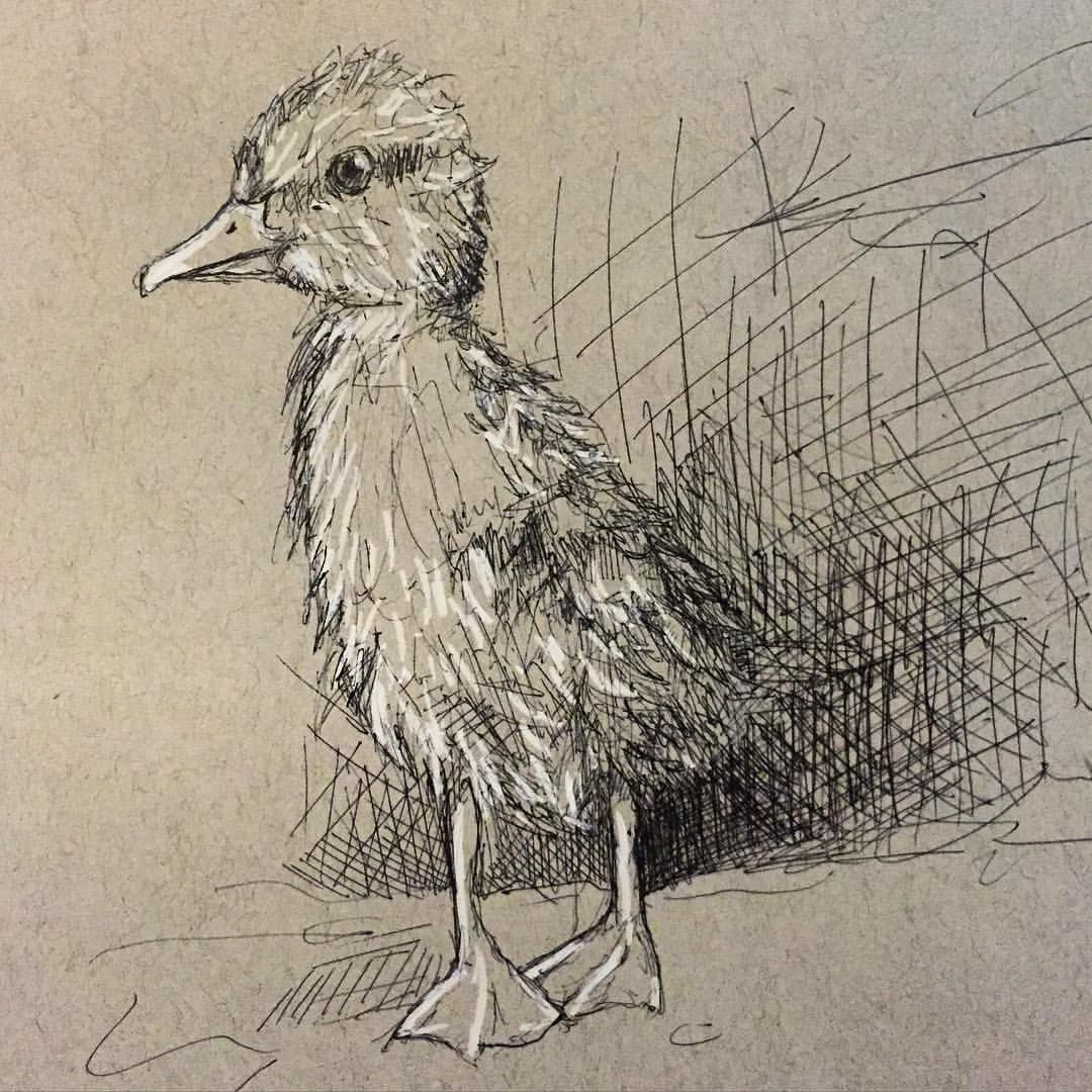 1080x1080 Duckling! - Duckling Sketch