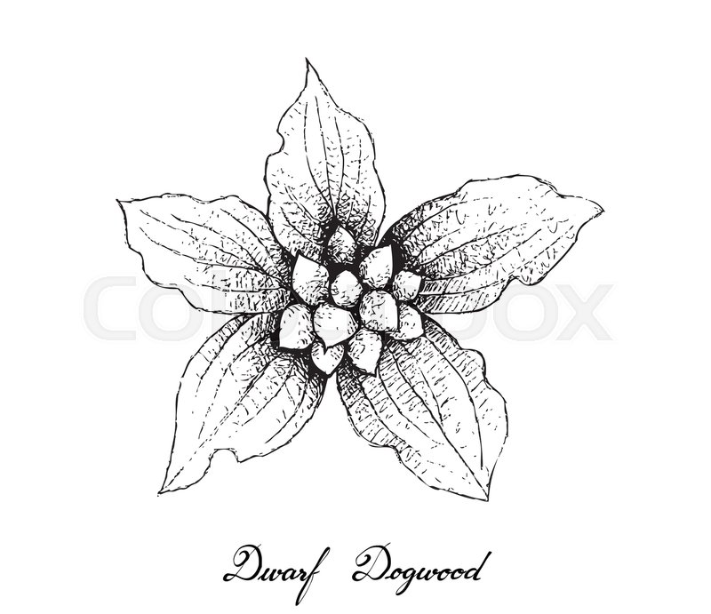 800x691 Berry Fruit, Illustration Hand Drawn Sketch Of Dwarf Dogwood Or - Dwarf Sketch