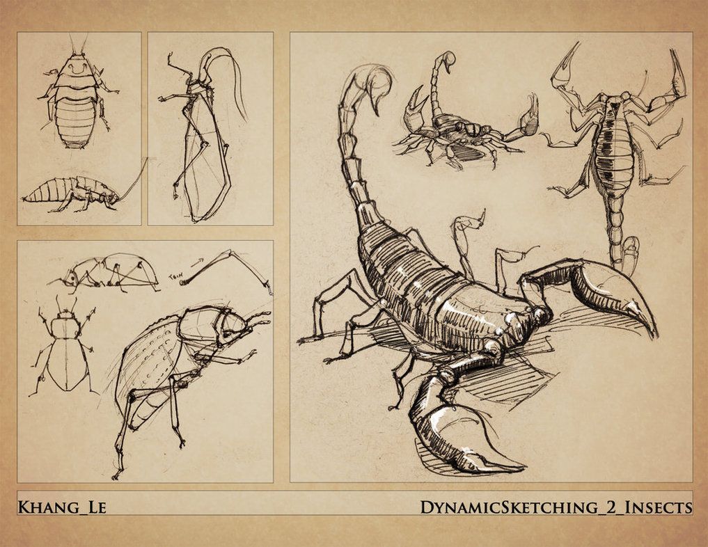 1017x786 Dynamic Sketching Insects By Elgnahk Dynamics - Dynamic Sketching