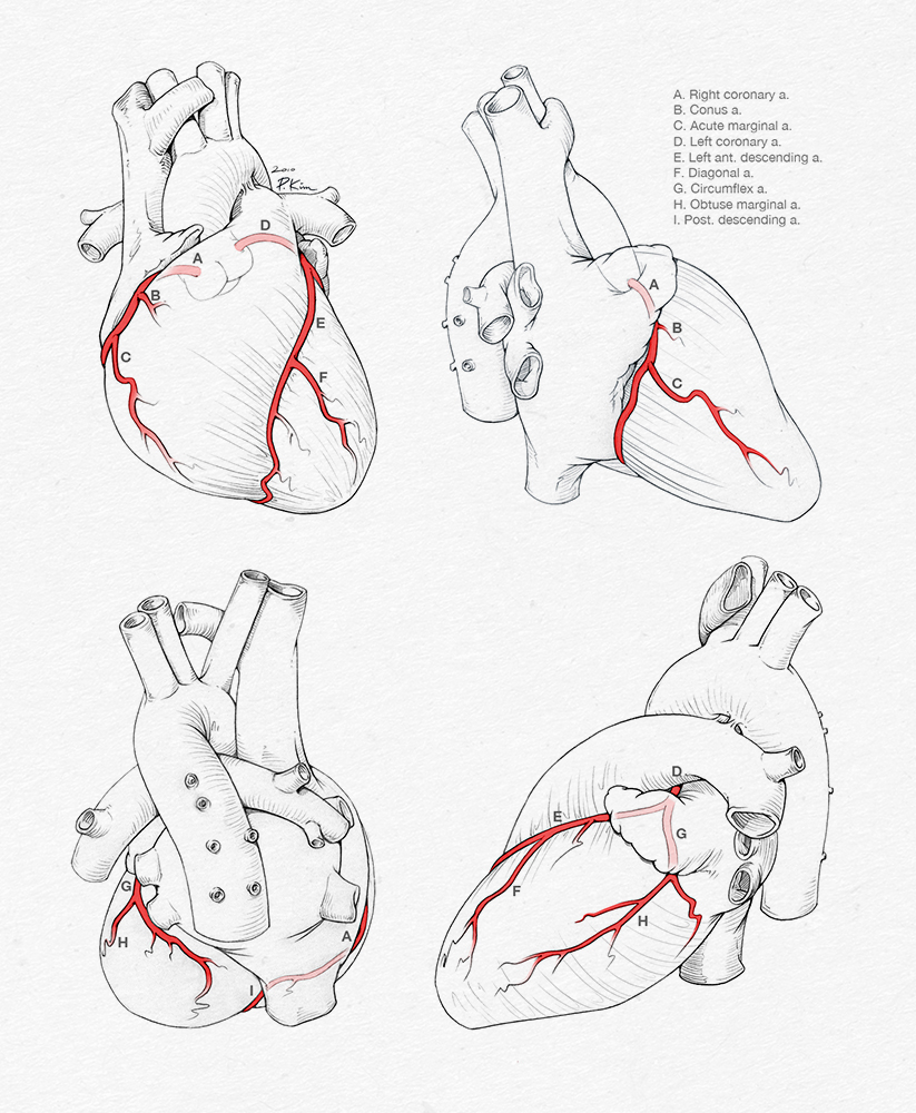 823x1000 Sketchesstoryboards Paul Kim Medical Illustration - E Sketch