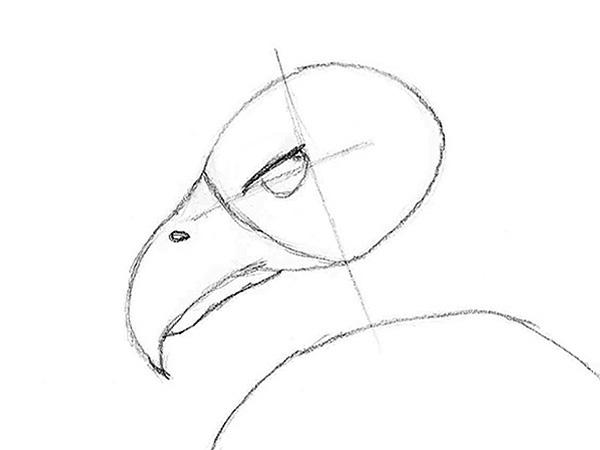 600x450 Drawn Eagle Eagle Eye 16 - Eagle Eye Sketch