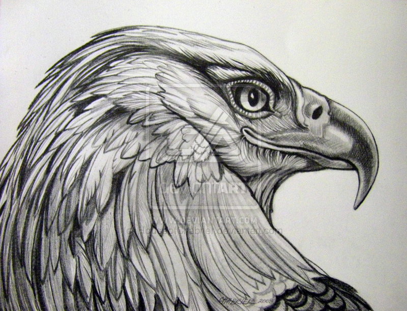 Drawn White Tailed Eagle Eagle Eye - Eagle Eye Sketch. 