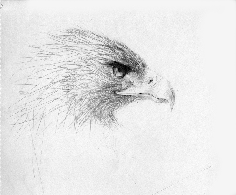 800x660 Eagle Eye Seeing.thinking.drawing - Eagle Eye Sketch
