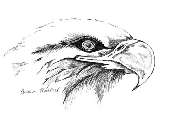 700x500 Eagle Eye Greeting Card For Sale By Barbara Cleveland - Eagle Eye Sketch