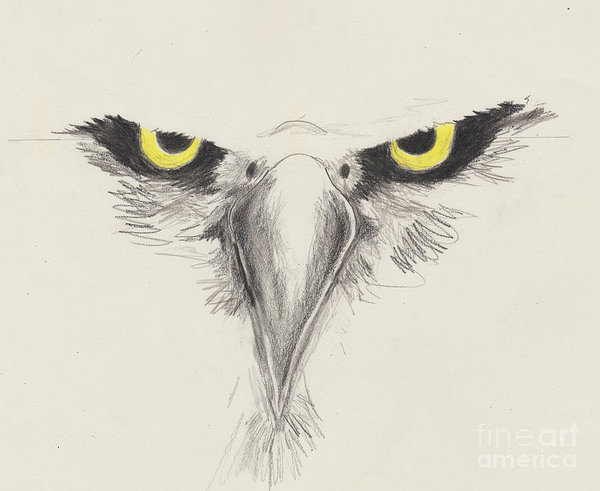 600x491 Eagle Eyes Art Print By David Jackson - Eagle Eye Sketch