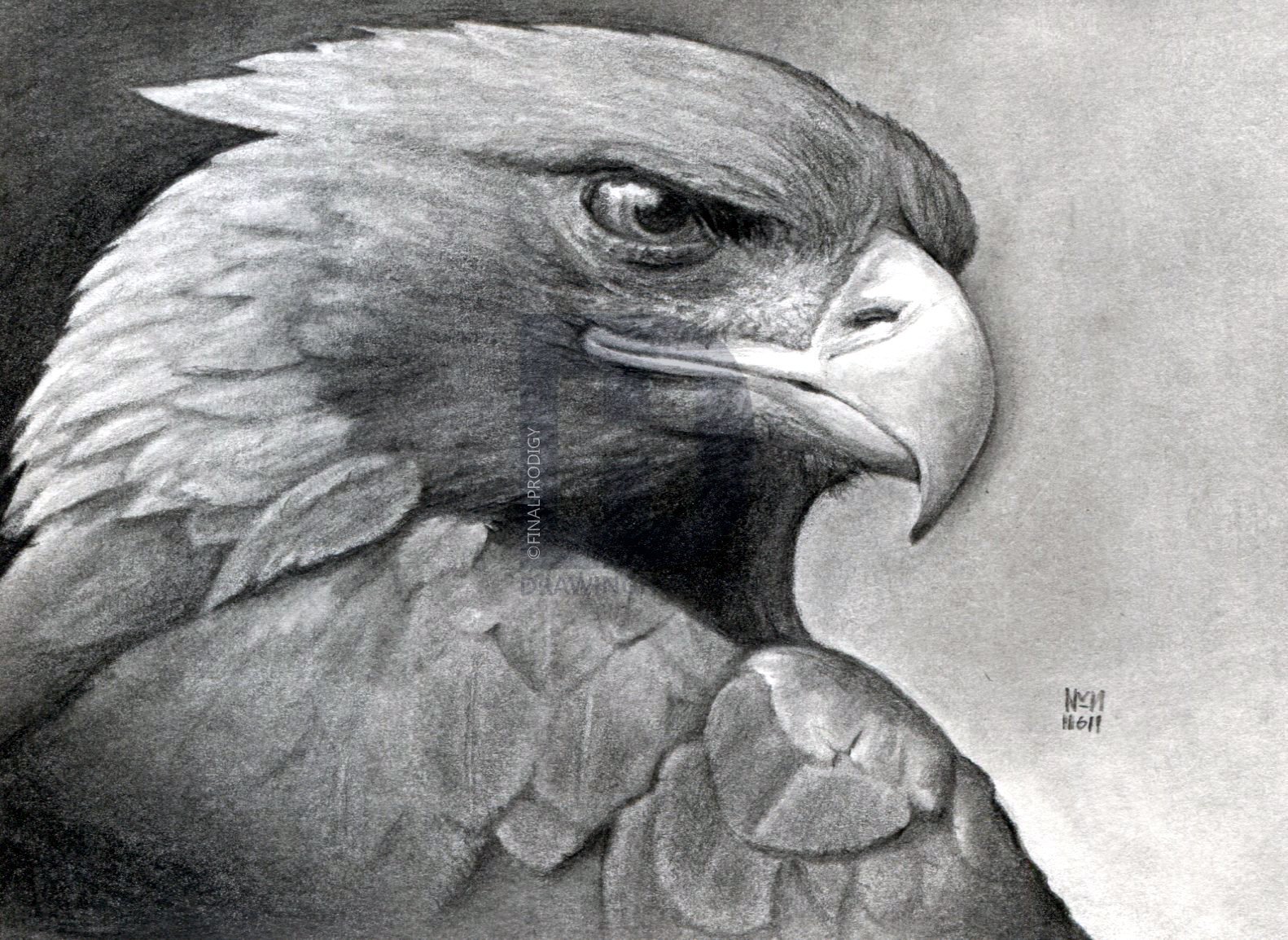 Eagle Eye Sketch at Explore collection of Eagle