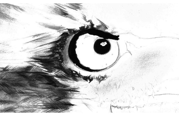 600x387 How To Draw A Realistic Bird Portrait In Pencil - Eagle Eye Sketch
