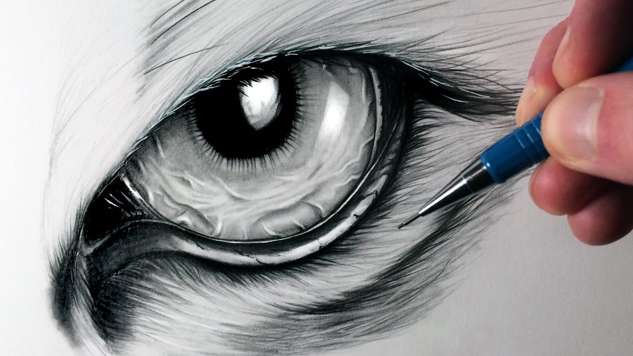 1280x720 How To Draw A Tiger Eye - Eagle Eye Sketch