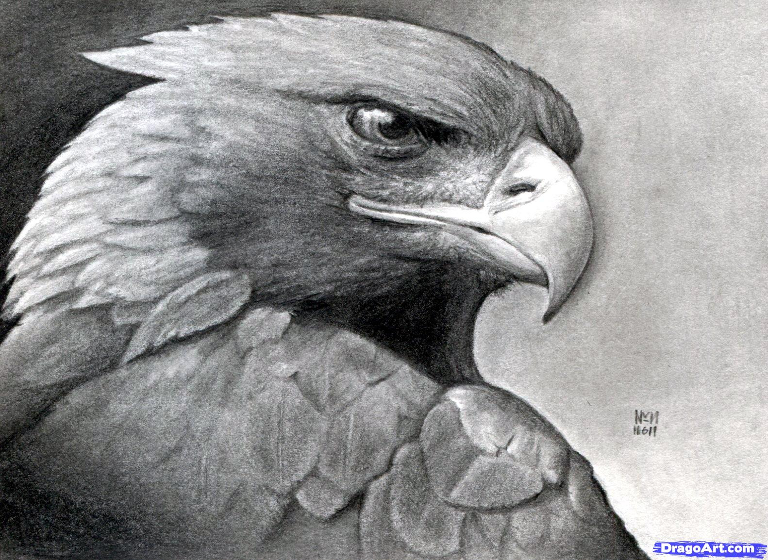 1582x1154 Eagle Face Drawing How To Draw A Realistic Eagle, Golden Eagle - Eagle Face Sketch