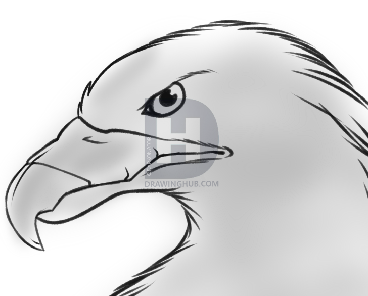 728x586 How To Sketch An Eagle, Step By Step, Drawing Guide, By Darkonator - Eagle Face Sketch