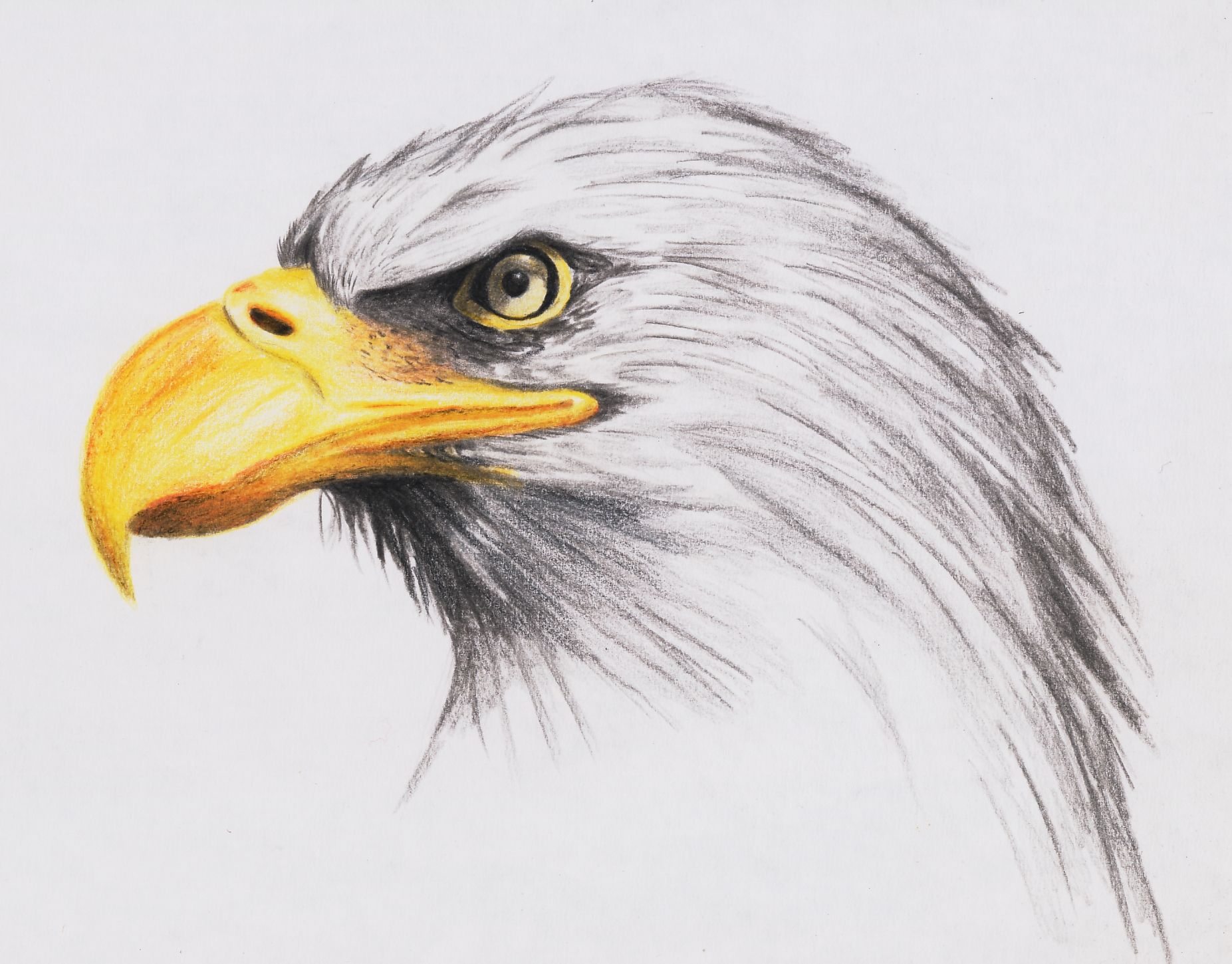 1853x1450 How To Draw A Eagle Bald Eagle By Highdarktemplar Traditional - Eagle Face Sketch